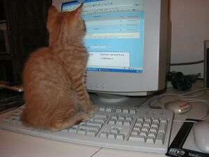 Cat-on-keyboard1.jpg